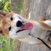 「喉乾いたよぉ」塗る＆マッサージで全身リラックス！ファイテン　ペット用ローションで美しい毛並みにの投稿画像