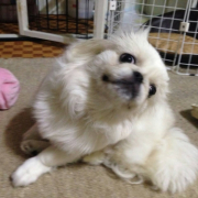 「プクです☆女の子だよ！」塗る＆マッサージで全身リラックス！ファイテン　ペット用ローションで美しい毛並みにの投稿画像