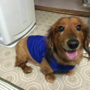 「ザックJAPAN」塗る＆マッサージで全身リラックス！ファイテン　ペット用ローションで美しい毛並みにの投稿画像