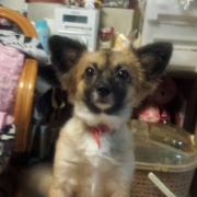 「PePe」塗る＆マッサージで全身リラックス！ファイテン　ペット用ローションで美しい毛並みにの投稿画像