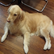 「わんこもマッサージしてみたいな～」塗る＆マッサージで全身リラックス！ファイテン　ペット用ローションで美しい毛並みにの投稿画像