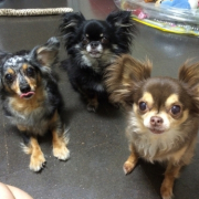 「３わん」塗る＆マッサージで全身リラックス！ファイテン　ペット用ローションで美しい毛並みにの投稿画像