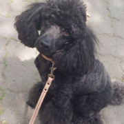 「レオナルドです♪」塗る＆マッサージで全身リラックス！ファイテン　ペット用ローションで美しい毛並みにの投稿画像