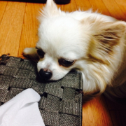 「チワワ」塗る＆マッサージで全身リラックス！ファイテン　ペット用ローションで美しい毛並みにの投稿画像