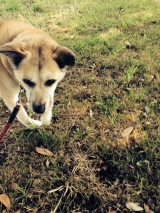 口コミ：無添加ドッグフード安心の画像（1枚目）