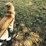 口コミ：無添加ドッグフード安心の画像（3枚目）