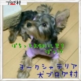 口コミ：モニター*無添加ドッグフード安心の画像（1枚目）