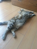 仕事が毎日忙しくてあまり構ってあげられない愛猫のためにも仕事の疲れを残さないように元気でいたいです。<br />