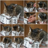 口コミ：予防医学をもちいた穀物不使用　キャットレトルトフード（総合栄養食）のモニターをしたよぉ～ヽ(*&acute;&forall;｀)ノの画像（8枚目）