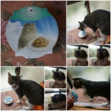 口コミ：予防医学をもちいた穀物不使用　キャットレトルトフード（総合栄養食）のモニターをしたよぉ～ヽ(*&acute;&forall;｀)ノの画像（10枚目）