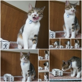 口コミ：予防医学をもちいた穀物不使用　キャットレトルトフード（総合栄養食）のモニターをしたよぉ～ヽ(*&acute;&forall;｀)ノの画像（5枚目）