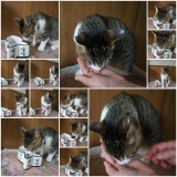 口コミ：予防医学をもちいた穀物不使用　キャットレトルトフード（総合栄養食）のモニターをしたよぉ～ヽ(*&acute;&forall;｀)ノの画像（7枚目）