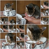 口コミ：予防医学をもちいた穀物不使用　キャットレトルトフード（総合栄養食）のモニターをしたよぉ～ヽ(*&acute;&forall;｀)ノの画像（9枚目）