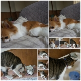 口コミ：予防医学をもちいた穀物不使用　キャットレトルトフード（総合栄養食）のモニターをしたよぉ～ヽ(*&acute;&forall;｀)ノの画像（3枚目）