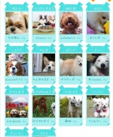 口コミ：予防医学をもちいた穀物不使用　キャットレトルトフード（総合栄養食）のモニターをしたよぉ～ヽ(*&acute;&forall;｀)ノの画像（1枚目）