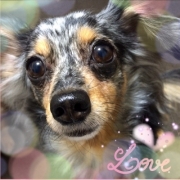 「ぺろ」先行モニター■愛犬の立場に立って開発したスキンケア商品＜ハーブティーウォッシュ＞の投稿画像