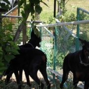 「会議」先行モニター■愛犬の立場に立って開発したスキンケア商品＜ハーブティーウォッシュ＞の投稿画像