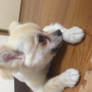 「涙焼け」先行モニター■愛犬の立場に立って開発したスキンケア商品＜ハーブティーウォッシュ＞の投稿画像