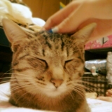 忙しい毎日も愛猫に癒やされる