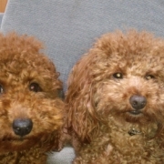 「散歩」先行モニター■愛犬の立場に立って開発したスキンケア商品＜ハーブティーウォッシュ＞の投稿画像