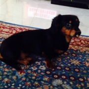 「ミニチュアダックスフント」先行モニター■愛犬の立場に立って開発したスキンケア商品＜ハーブティーウォッシュ＞の投稿画像