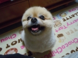 ご飯下さい