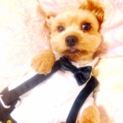 「ねェねェ、くさいって俺のこと??」先行モニター■愛犬の立場に立って開発したスキンケア商品＜ハーブティーウォッシュ＞の投稿画像