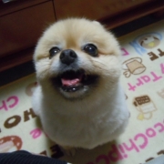 「ご飯下さい」先行モニター■愛犬の立場に立って開発したスキンケア商品＜ハーブティーウォッシュ＞の投稿画像