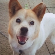 「皮膚病」先行モニター■愛犬の立場に立って開発したスキンケア商品＜ハーブティーウォッシュ＞の投稿画像