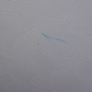 「真っ白な壁に・・・」お子さまの落書き落としに！リニューアルしたウェットワイパーシュ！シュ！をお試し！の投稿画像