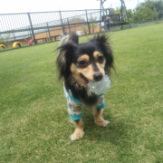 「久しぶりのドッグラン」【ワンちゃんのプラチナム笑顔ください♪】愛犬フォトコンテストの投稿画像