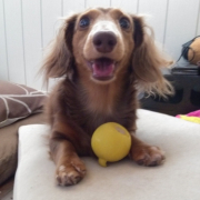 「6歳半」【ワンちゃんのプラチナム笑顔ください♪】愛犬フォトコンテストの投稿画像