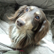 「なにかな・・・？♡」【ワンちゃんのプラチナム笑顔ください♪】愛犬フォトコンテストの投稿画像