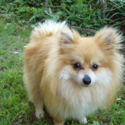 「４歳」【ワンちゃんのプラチナム笑顔ください♪】愛犬フォトコンテストの投稿画像