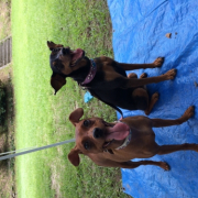 「モニター応募させていただきます」【ワンちゃんのプラチナム笑顔ください♪】愛犬フォトコンテストの投稿画像