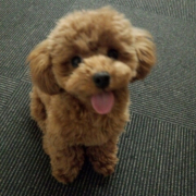 「はやくなげてー！」【ワンちゃんのプラチナム笑顔ください♪】愛犬フォトコンテストの投稿画像