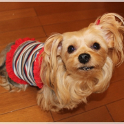 「まろん３歳♪」【ワンちゃんのプラチナム笑顔ください♪】愛犬フォトコンテストの投稿画像