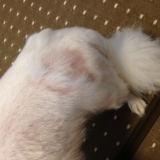 「毛が&hellip;」の画像（1枚目）