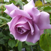 「神秘的なバラ」＜一緒に宝石箱を作りませんか？＞アイデアコンテスト♪特別賞には豪華宝石箱セット！の投稿画像