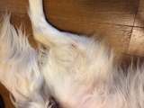 「リフレッシュグリーンです。」の画像（1枚目）