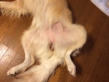 「リフレッシュグリーンです。」の画像（2枚目）