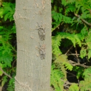 「兄弟かな？(^-^)」★夏の訪れ写真をパチリ♪★10名様に酵素サプリをプレゼントの投稿画像