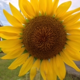 「夏の趣味」の画像（2枚目）