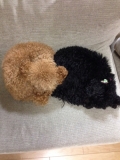 これまでたくさんのドッグフードを試してきましたが、これ！というのに出会ったこたがありません、、、