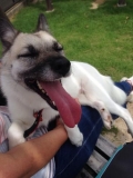 姉妹犬の下の子です。<br />お母さんとブランコに乗ってゴキゲン♪