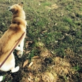 口コミ：ワンちゃんに安心なドッグフード★無添加ドッグフード安心の画像（1枚目）