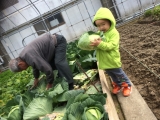 大きいキャベツをとったどー！！