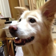 「ハナがご飯を待っているところ！*\(^o^)/*
一緒に健康で長生きしようね！
ハナ大好きだよ♡^^」美味しい＆栄養価がギュッと凝縮！「無水調理」のドッグフードを24名様にプレゼントの投稿画像