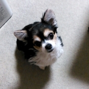 「ココアです
宜しくお願いいたします。」美味しい＆栄養価がギュッと凝縮！「無水調理」のドッグフードを24名様にプレゼントの投稿画像