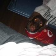 「何ご飯を貰うのを訴えてます(^^)」美味しい＆栄養価がギュッと凝縮！「無水調理」のドッグフードを24名様にプレゼントの投稿画像